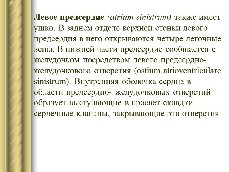 Левое предсердие (atrium sinistrum) также имеет ушко. В заднем отделе верхней стенки левого предсердия